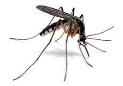 cockroaches, rodents, flying insects, ants, spiders, bedbugs and fleas, Bird Proofing and General Fumigation services