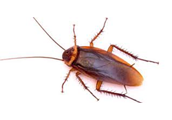 cockroaches, rodents, flying insects, ants, spiders, bedbugs and fleas, Bird Proofing and General Fumigation services