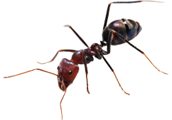 cockroaches, rodents, flying insects, ants, spiders, bedbugs and fleas, Bird Proofing and General Fumigation services