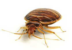 cockroaches, rodents, flying insects, ants, spiders, bedbugs and fleas, Bird Proofing and General Fumigation services