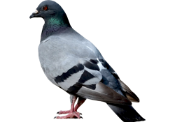 cockroaches, rodents, flying insects, ants, spiders, bedbugs and fleas, Bird Proofing and General Fumigation services