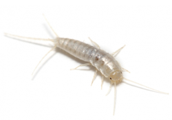 cockroaches, rodents, flying insects, ants, spiders, bedbugs and fleas, Bird Proofing and General Fumigation services