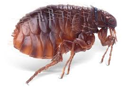cockroaches, rodents, flying insects, ants, spiders, bedbugs and fleas, Bird Proofing and General Fumigation services