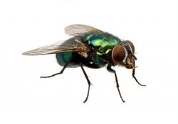 cockroaches, rodents, flying insects, ants, spiders, bedbugs and fleas, Bird Proofing and General Fumigation services