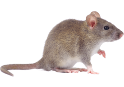 cockroaches, rodents, flying insects, ants, spiders, bedbugs and fleas, Bird Proofing and General Fumigation services